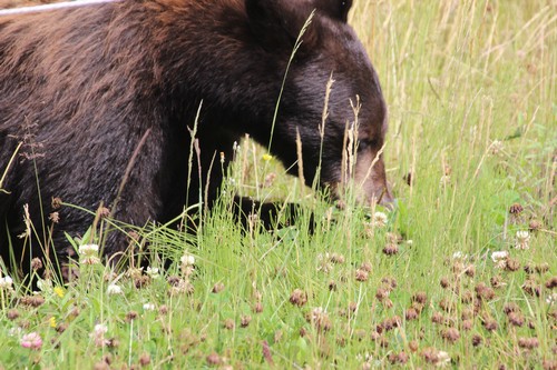 Sun Peaks wildlife - black bears