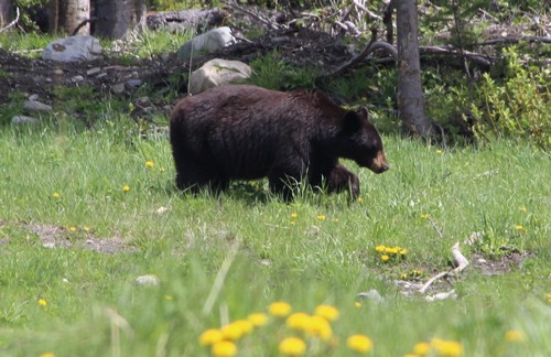 Bears in Sun Peaks