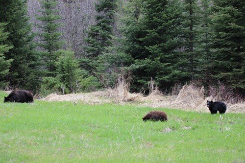 Family of bears in Sun Peaks