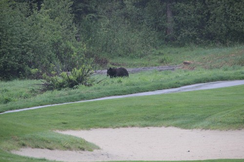 Bear on the Sun Peaks Resort Golf Course