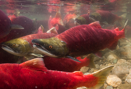 Adams River Sockeye Salmon Run - photo Jett Britnell